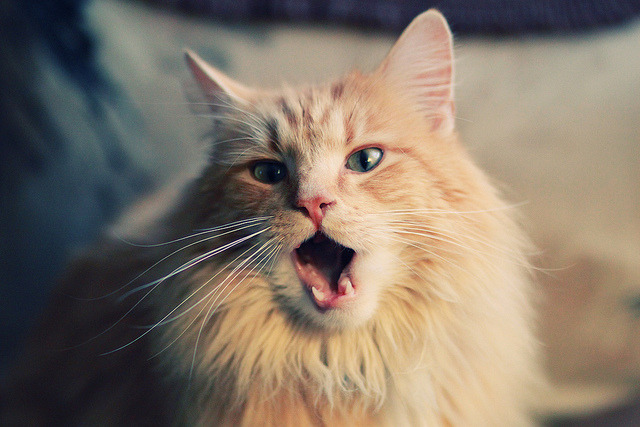 托蒂退役后，意甲传奇逐渐淡出赛场，意大利球星托蒂现状