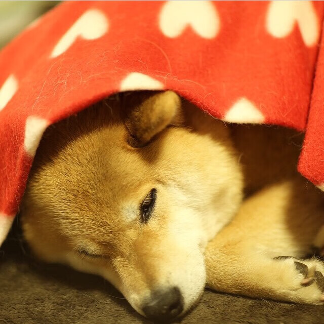 “青春逐梦”青少年篮球公益演讲在广州动情上演，弘扬体育精神和梦想追求