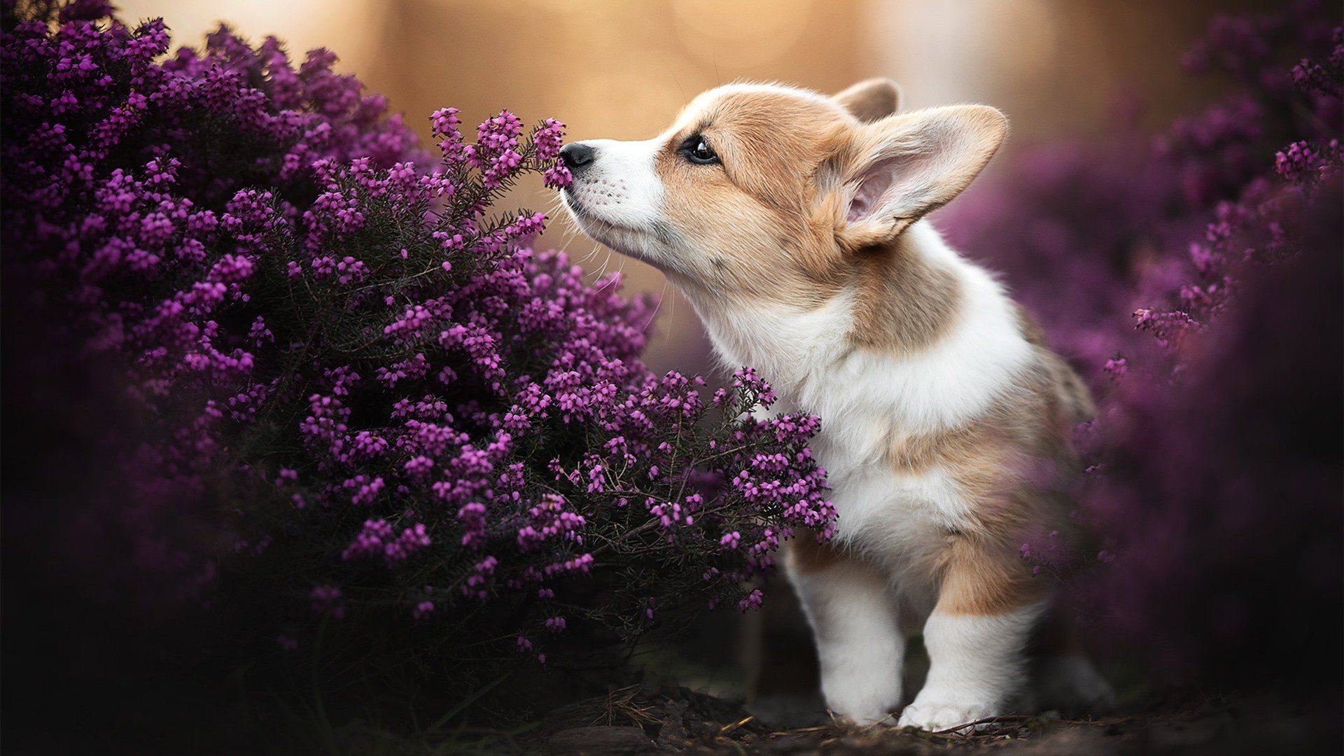 “青春逐梦”青少年篮球公益演讲在广州动情上演，弘扬体育精神和梦想追求