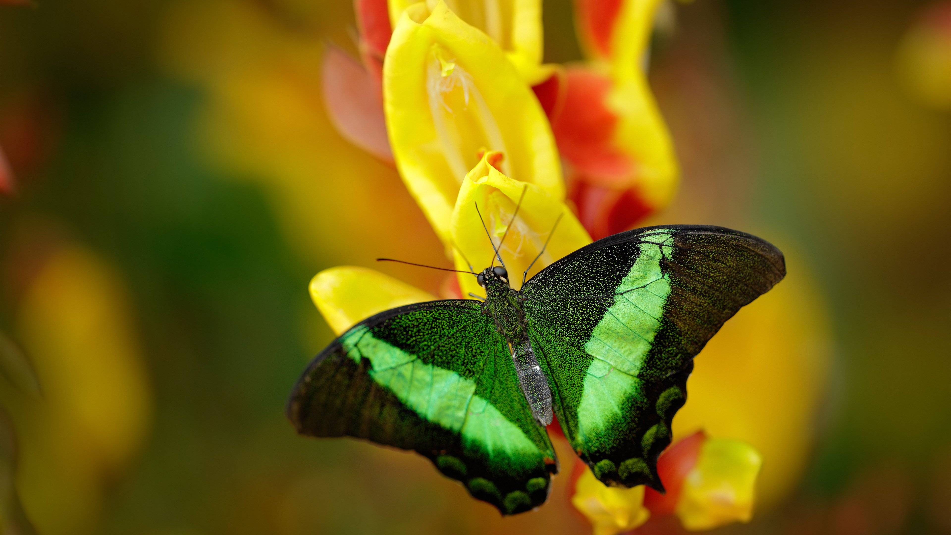 《《王者荣耀》推出全新皮肤“烈火战神”,玩家热议》,王者荣耀烈魂皮肤返场