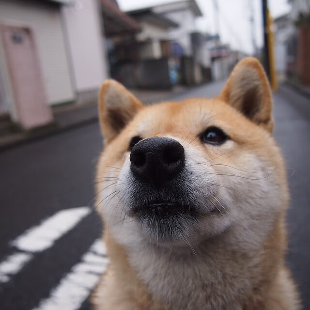 全国青少年“科学训练”研究机构在杭州正式成立，升级青训行业标准