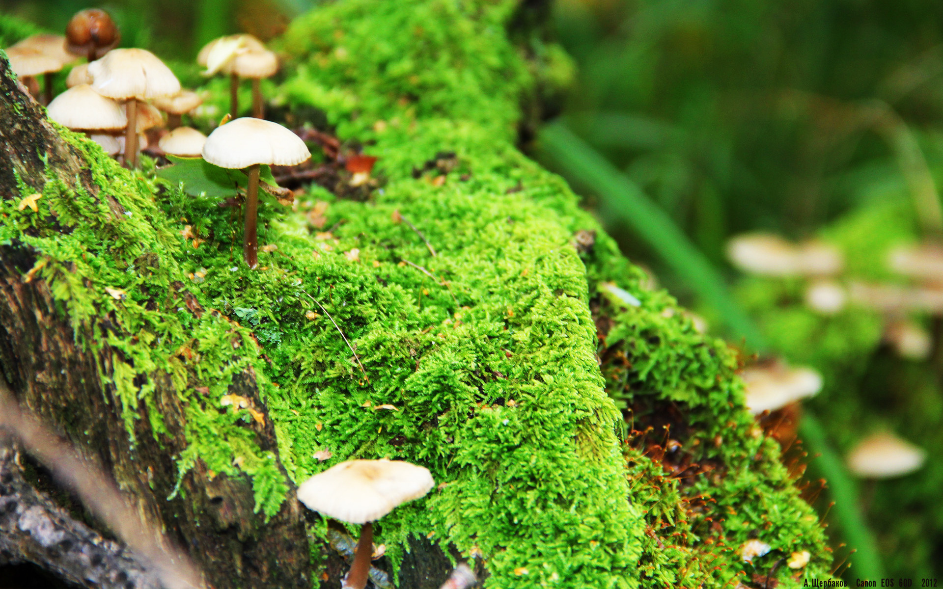 摩洛哥马术协会引入智能马鞍系统，实现实时数据监测与分析，提升骑乘体验。